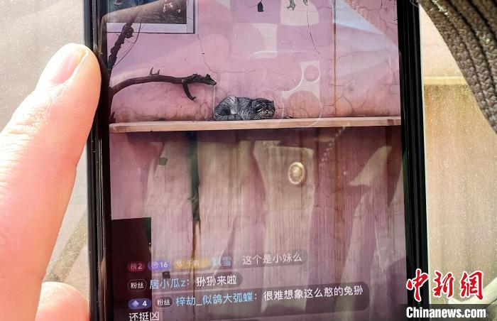 圖為雪豹“奶爸”史壽軍正在直播。　馬銘言 攝