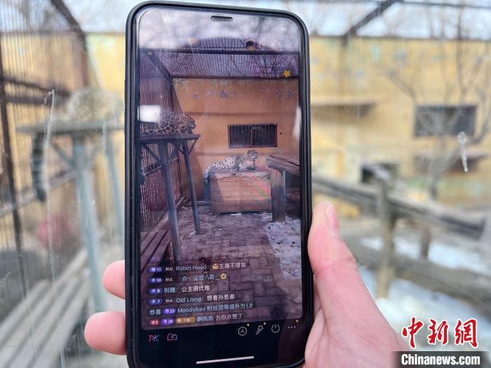 圖為雪豹“奶爸”史壽軍正在直播?！●R銘言 攝