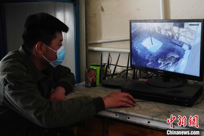 圖為雪豹“奶爸”史壽軍通過監(jiān)控察看雪豹情況?！●R銘言 攝
