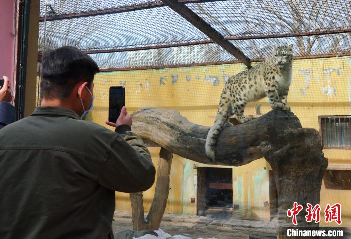 圖為雪豹“奶爸”史壽軍正在直播。　馬銘言 攝