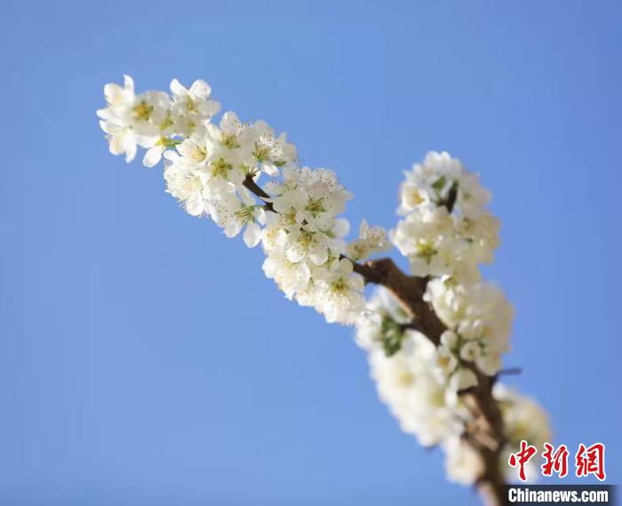 李花盛開?！『吻搴?攝