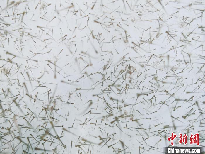 圖為魚苗?！?zhí)砀?攝