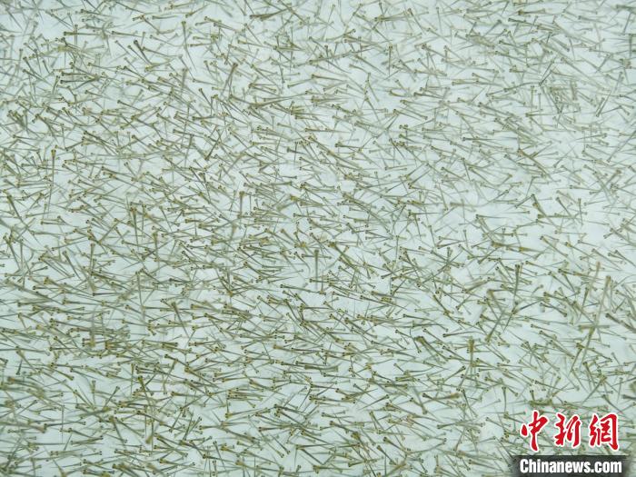 圖為密集培育的魚苗?！?zhí)砀?攝