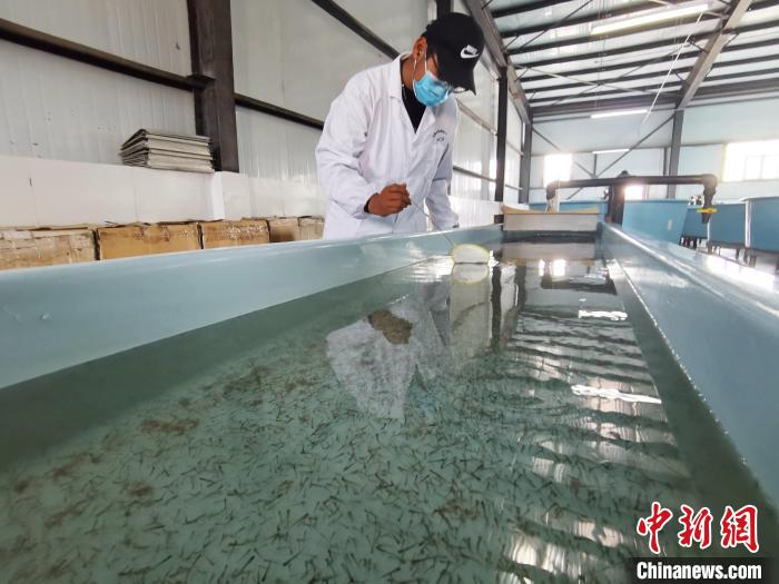 圖為工作人員檢查魚苗。　張?zhí)砀?攝
