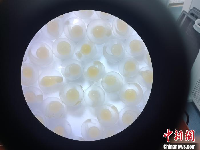 圖為顯微鏡下的魚卵。　青海湖裸鯉救護中心 供圖
