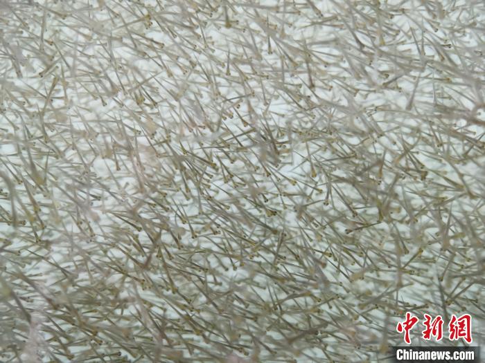 圖為密集分布的魚苗?！?zhí)砀?攝