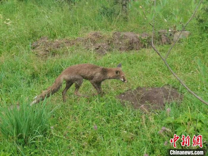 青?；ブ骄戎鷩?guó)家二級(jí)保護(hù)野生動(dòng)物赤狐