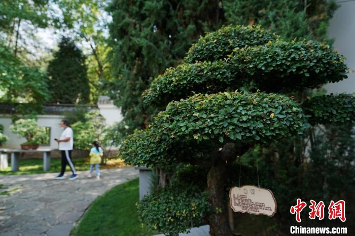 圖為在西寧園林植物園內(nèi)，造型奇特的盆景吸引市民。　馬銘言 攝