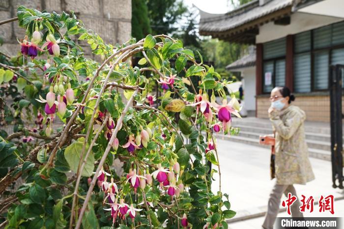 圖為市民在西寧園林植物園內(nèi)觀賞花卉。　馬銘言 攝
