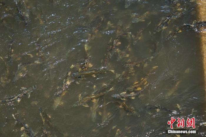 資料圖：圖為今年5月底到8月初，青海湟魚(yú)洄游產(chǎn)卵 馬銘言攝