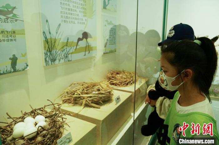 圖為小朋友在青海西寧湟水國家濕地公園科普館內(nèi)參觀學(xué)習(xí)。　馬銘言 攝