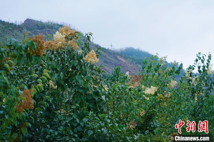 圖為西寧北山上的丁香樹?！●R銘言 攝