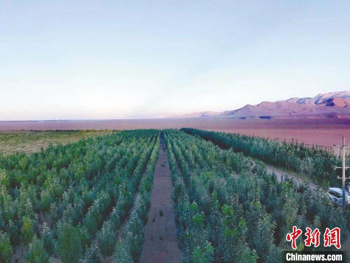 圖為格爾木境內(nèi)種植的綠樹(shù)。　格爾木融媒體中心供圖