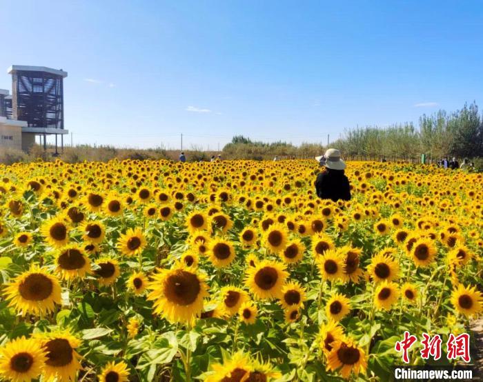圖為格爾木境內(nèi)的向日葵花海?！「駹柲救诿襟w中心供圖