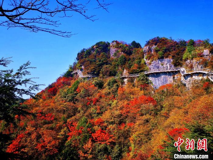 巴山大峽谷漫天紅葉。　張平 攝