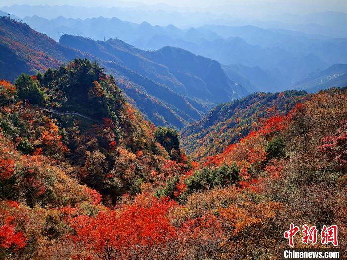 巴山大峽谷漫天紅葉?！埰?攝