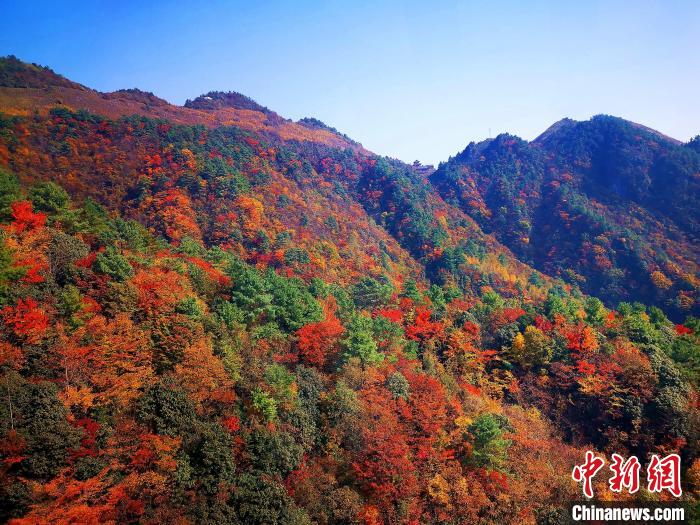 巴山大峽谷漫天紅葉?！埰?攝