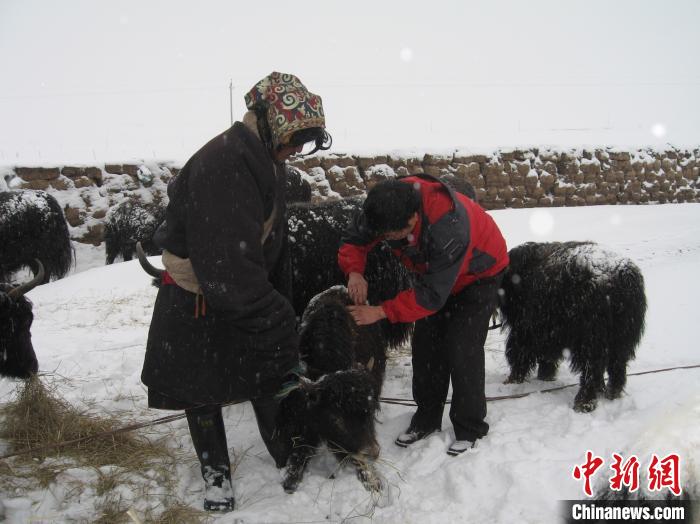 資料圖為研究團(tuán)隊(duì)在達(dá)日縣檢查牛背部皮蠅幼蟲感染情況。　 青海省畜牧獸醫(yī)科學(xué)院供圖