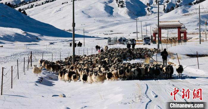 圖為村民在雪地上放牧?！《继m縣融媒體中心供圖