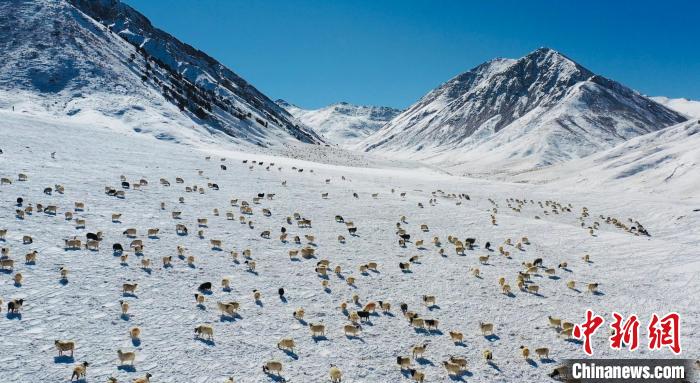 圖為羊群在雪地里覓食?！《继m縣融媒體中心供圖