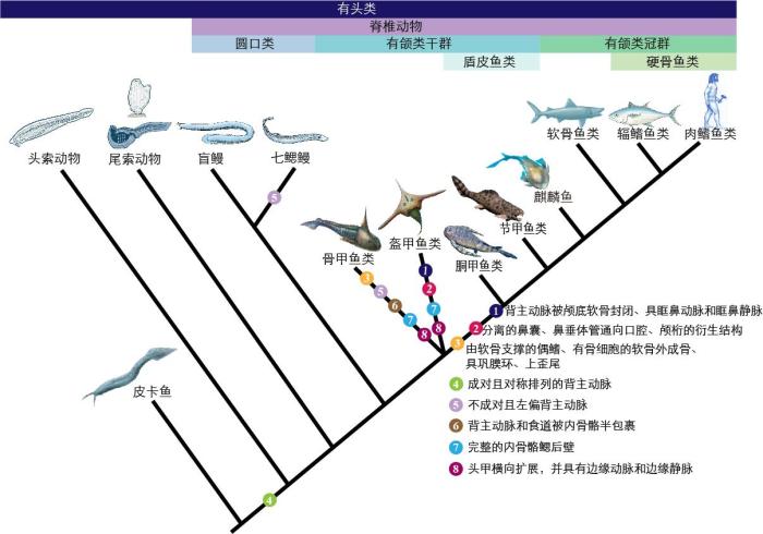 一些關(guān)鍵特征在脊索動物中的演化?！∶宪版?繪圖 攝