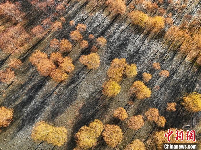 入冬時(shí)節(jié)，雅魯藏布江畔的樹林一片金黃?！《拘?攝