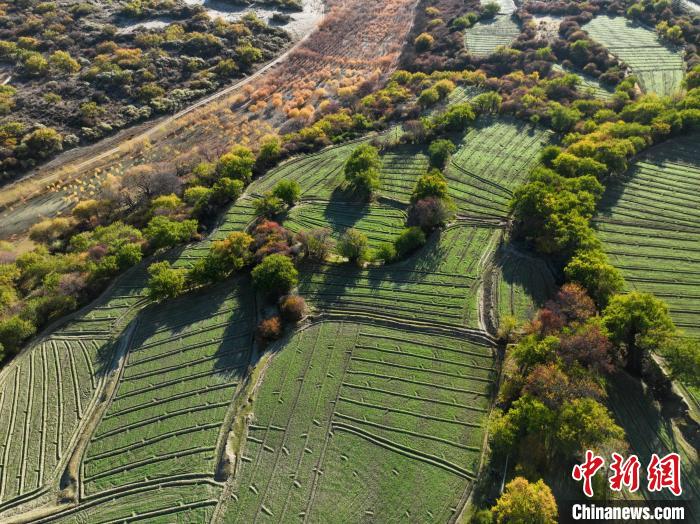 圖為11月8日，雅魯藏布江畔的高原梯田。　董志雄 攝