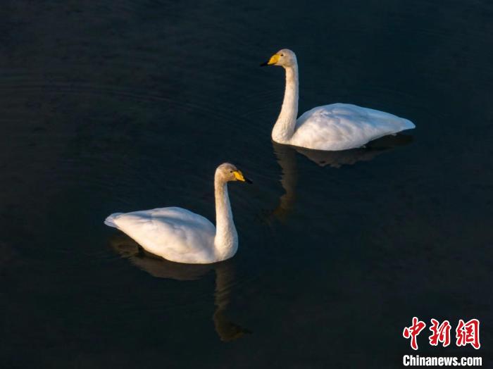 圖為兩只天鵝在湖中游蕩?！『螁⒔?攝