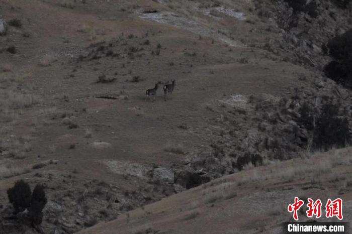 圖為兩只馬鹿在山坡上行走?！〔湃?攝