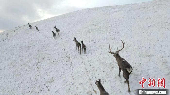 圖為馬鹿群在雪地里行走?！〔湃?攝