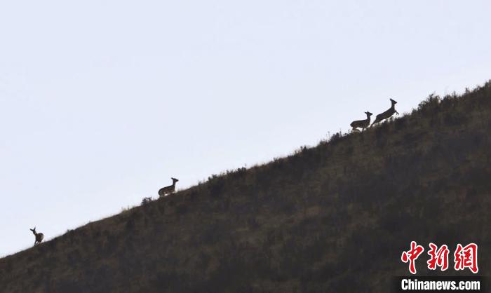 圖為狍鹿在山坡上漫步?！〔彭?xiàng)南加 攝