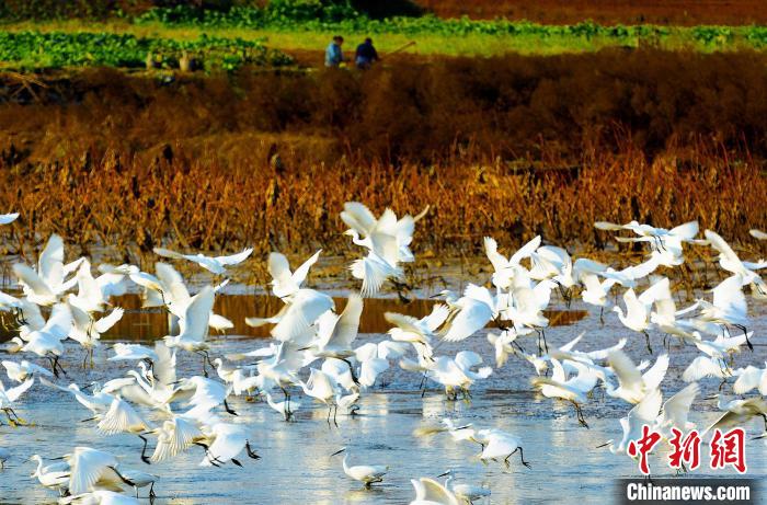 成都白鷺灣濕地公園?！“討?攝