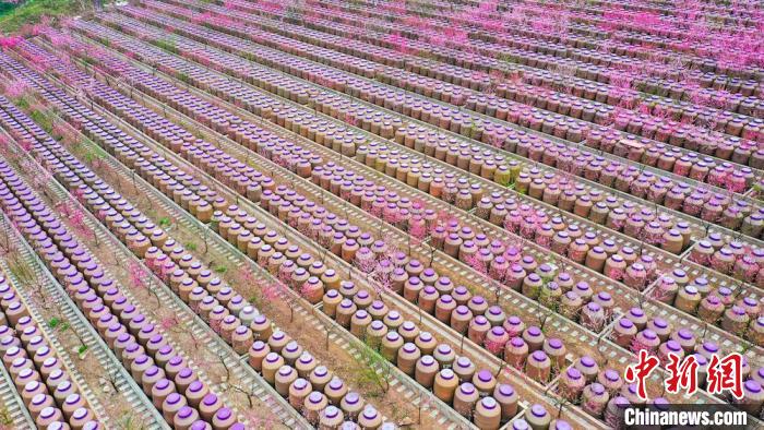 灼灼桃花惹人醉。　劉媛 攝