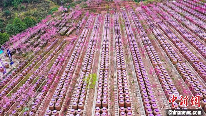 灼灼桃花惹人醉?！㈡?攝