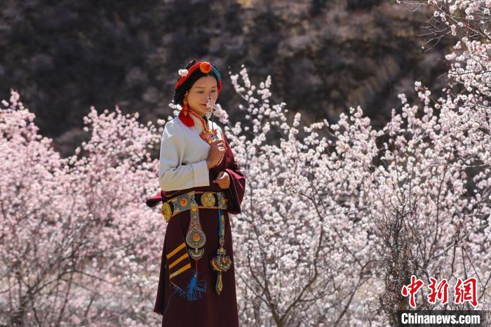 白玉縣河坡鎮(zhèn)桃花林間身穿民族服飾的藏族女孩。　白玉融媒 攝