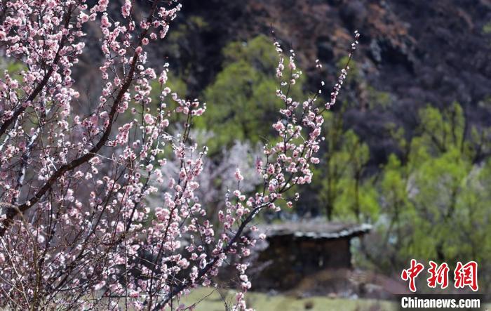 白玉縣河谷間盛開的桃花?！“子袢诿?攝