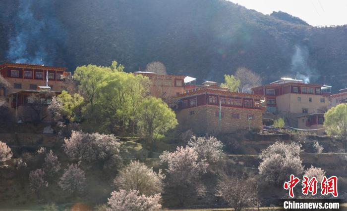 暖陽下白玉縣河坡鎮(zhèn)正在盛開的桃花與藏式民居?！“子袢诿?攝