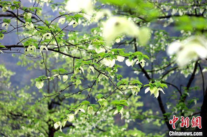 珙桐在春末夏初之際開花，花期較短。　呂楊 攝