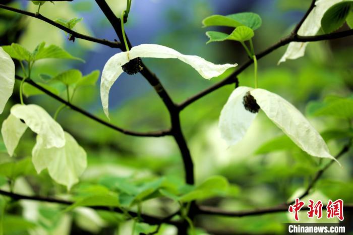 兩片潔白的花瓣隨風(fēng)搖曳就像飛翔的白鴿。　呂楊 攝