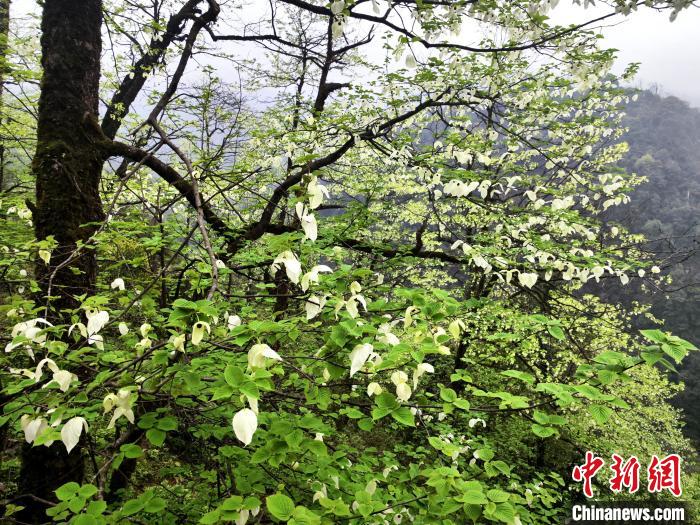 山谷兩側(cè)高大繁茂的珙桐樹?！螚?攝