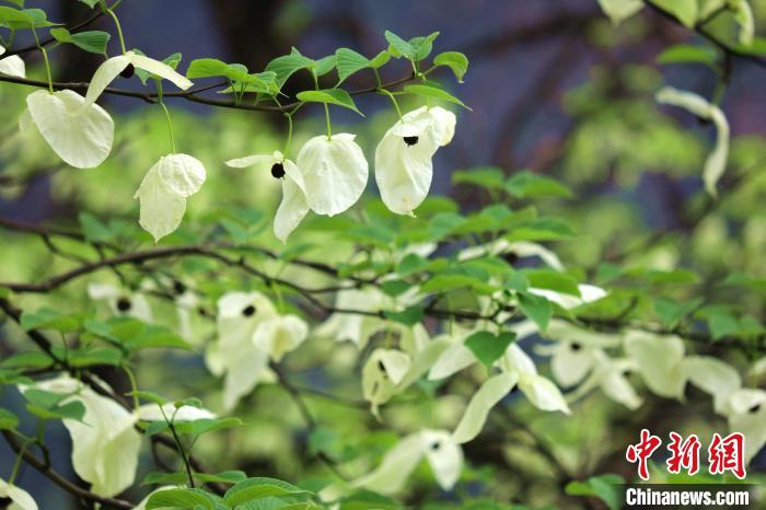 珙桐樹開出潔白的花朵?！螚?攝
