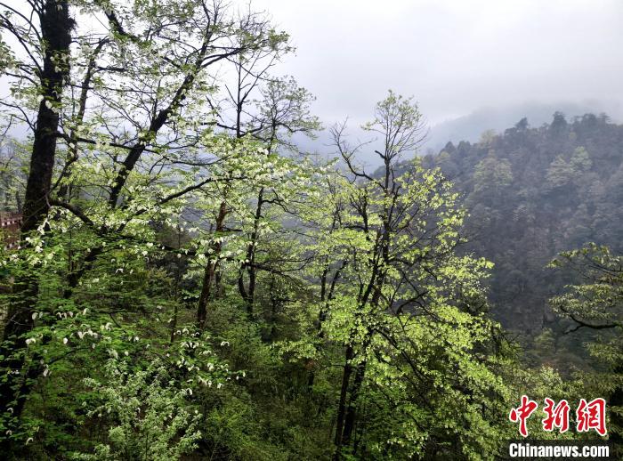 珙桐花朵潔白素雅，與青山雨霧融為一體。　呂楊 攝