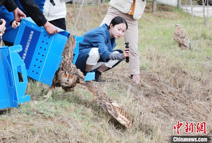圖為西寧野生動(dòng)物園救護(hù)的雕鸮在西寧市放歸大自然。　馬銘言 攝