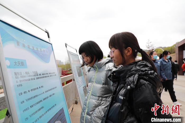 圖為學(xué)生通過展板了解青海常見鳥類?！●R銘言 攝