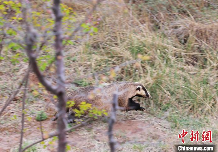 圖為西寧野生動(dòng)物園救護(hù)的狗獾在西寧市放歸大自然?！●R銘言 攝