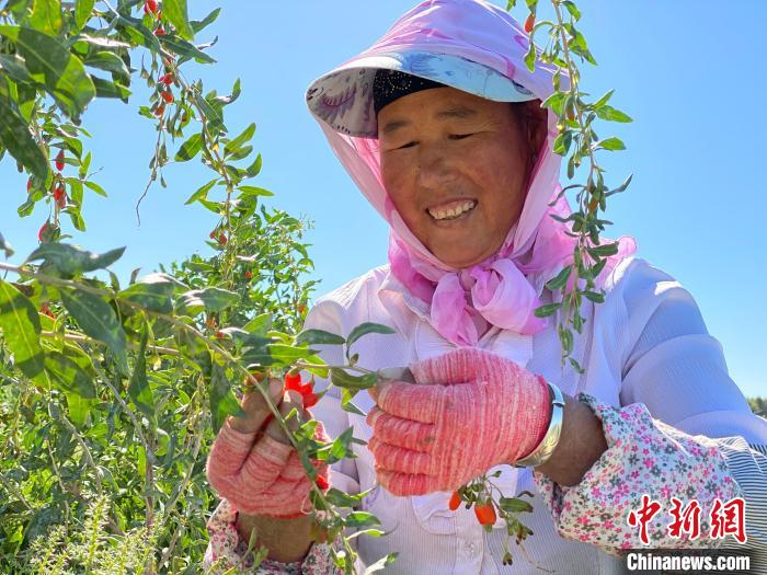 青海：現(xiàn)代農業(yè)產(chǎn)業(yè)園帶動20余萬農牧民增收