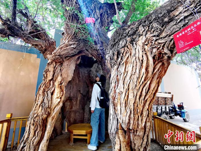 青海海東市阿河灘地質(zhì)文化村：古樹新枝、丹山碧水