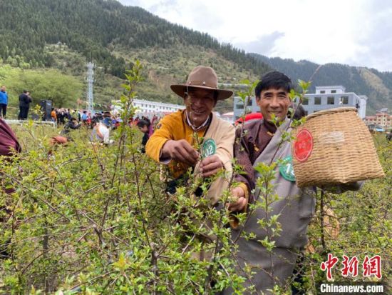 圖為當(dāng)?shù)剞r(nóng)牧民進(jìn)行藏雪茶采摘比賽?！⊥鮿x 攝