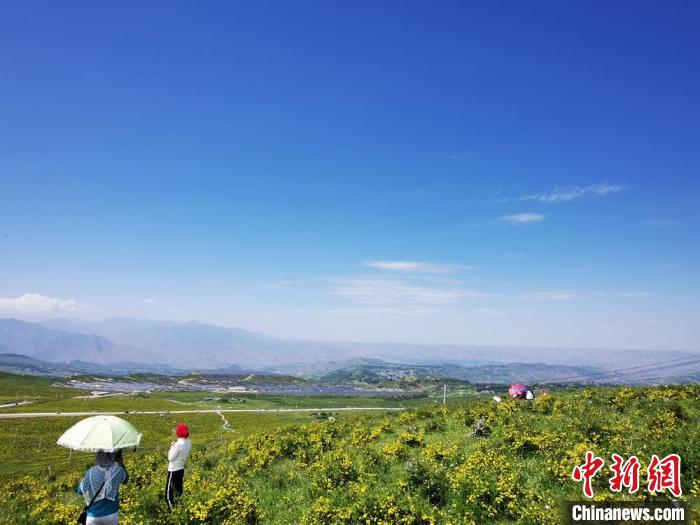 2020年07月07日拍攝于臨夏州積石山縣境內，生態(tài)環(huán)境逐漸恢復，小黃花開遍山間。(資料圖) 殷春永 攝