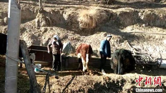 圖為孔繁福夫妻正在收拾牛圈。　李雋　攝